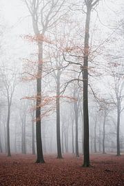 Bäume mit roten Blättern im Nebel