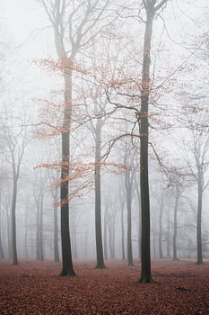 Bomen met rode bladeren in de mist