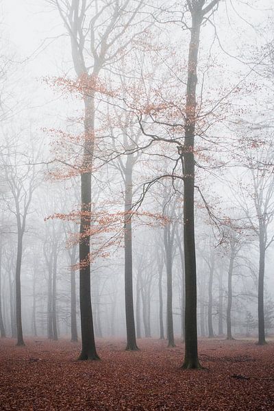 Bomen met rode bladeren in de mist van Thijs Pausma