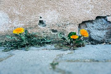 Kleurrijke gele paardenbloem van Denny Gruner