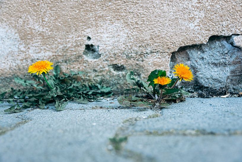 Colorful yellow dandelions growing in a crack on a concrete walkway by Denny Gruner