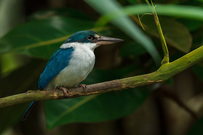 Sacred Kingfisher by Dennis Schaefer