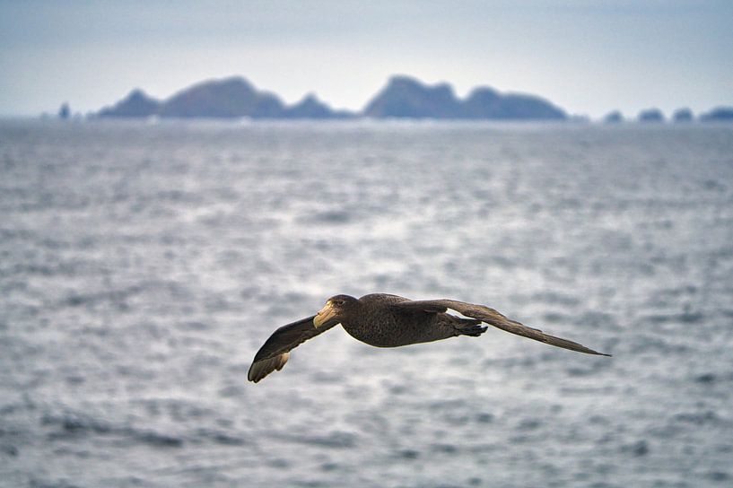 Sturmvogel von Kai Müller