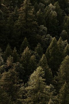 Natuurlijke Textuur: Bergbomen Detail van Anneloes van Acht
