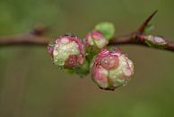 Pink Quince Blossom Buds with Raindrops by Iris Holzer Richardson thumbnail