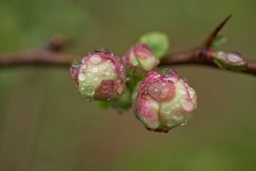 Bourgeons de fleurs de cognassier roses avec gouttes de pluie