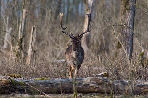 hert in de natuur