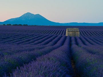 Lavendelvelden in het prachtige landdschap van de Provence van Hillebrand Breuker