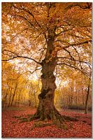 arbre