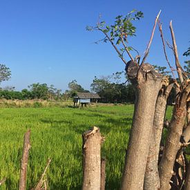 Rice field van Christine Volpert