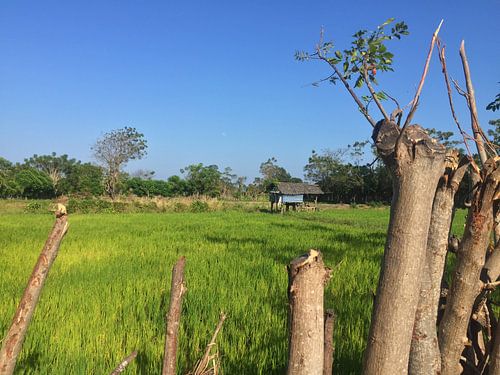 Reisfeld von Christine Volpert