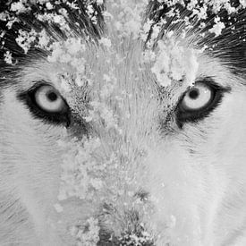 Siberian Husky Schwarzweiss-Nahaufnahme  von Brenda Gonzalez