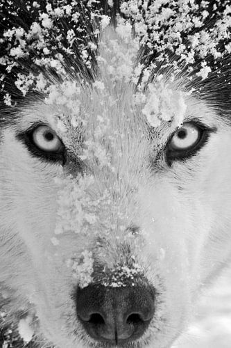 'Romantico' black & white close-up