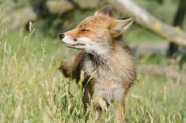 Vos von Hans Wolters