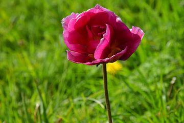 Closeup van een roze tulp in een veld langs de weg van Corine Dekker