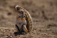 Ground squirrel nibbles on flower bulb, Kgalagadi Transfrontier Park, South Africa