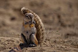 Ground squirrel nibbles on flower bulb, Kgalagadi Transfrontier Park, South Africa by The Book of Wandering