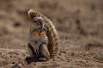 Grondeekhoorn knabbelt op bloembol, Kgalagadi Transfrontier Park, South Africa van The Book of Wandering