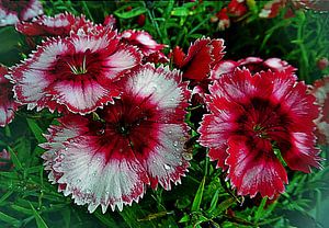 Dianthus Tanzen