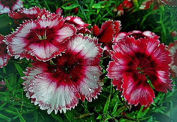 Dianthus Dancing by Dorothy Berry-Lound