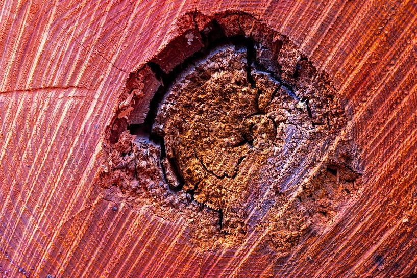 Abstract from Nature #12 by Fred Schuch