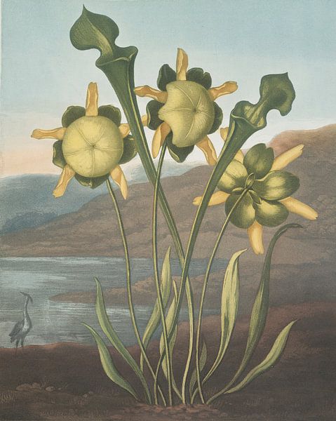 Pitcher Plant, Robert John Thornton van Meesterlijcke Meesters