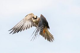 Rotfußfalke von Jan van Vreede