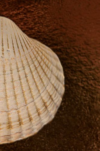 Een halve schelp op een gemêleerde ondergrond