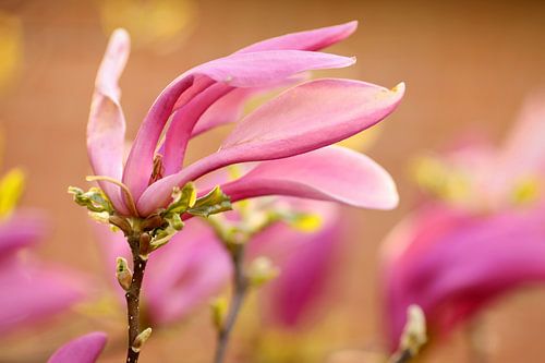 Magnolia en fleurs