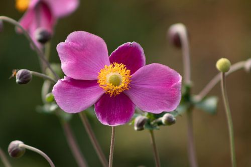Chinesische Anemone in der Sonne.