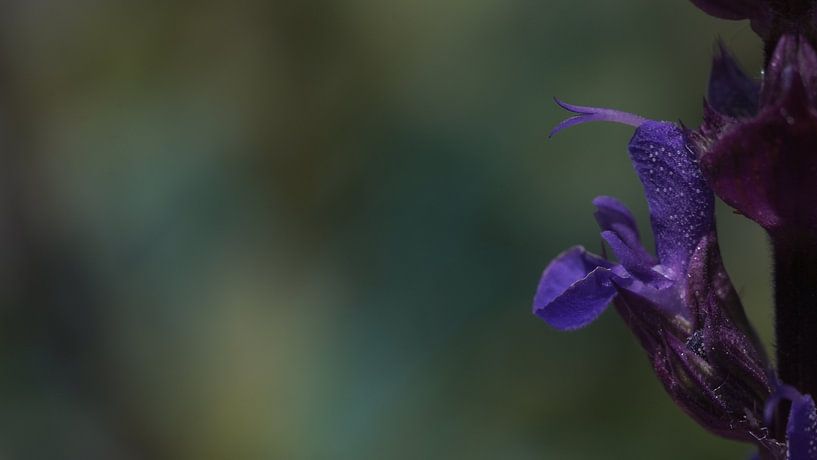 lila Blume von Customvince | Vincent Arnoldussen