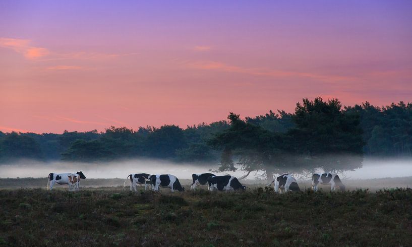 Vaches dans le brouillard par Dennis van de Water