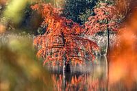 Herfst Symfonie