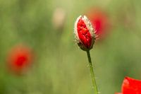 Poppy bud in a flowering poppy field