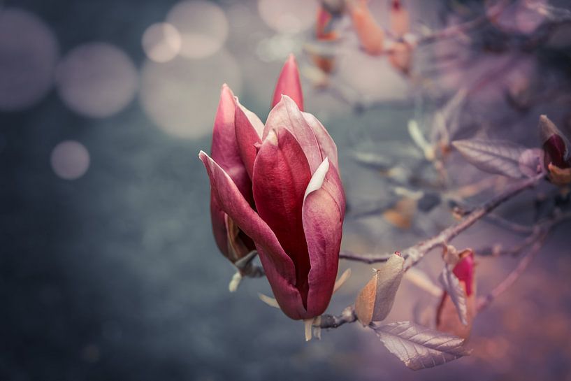 Magnolie von Dagmar Marina