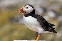 Puffin-Puffin
