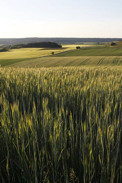 Kornfeld in der Rhön mit weitem Ausblick von Martin Flechsig