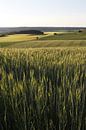 Kornfeld in der Rhön mit weitem Ausblick von Martin Flechsig Miniaturansicht