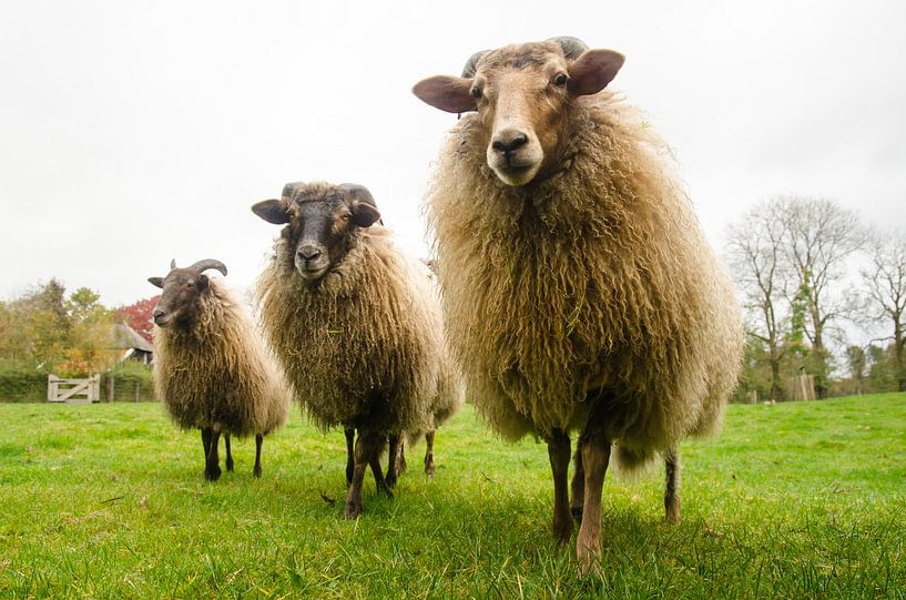 Drentse Schapen in de wei van Jeroen Smit