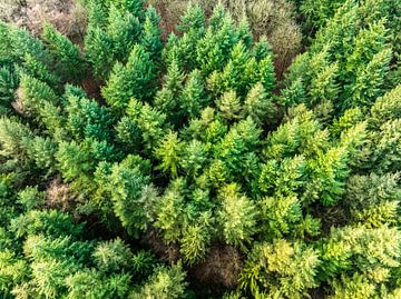 Dennenbos in de winter gezien vanuit de lucht  van Sjoerd van der Wal Fotografie