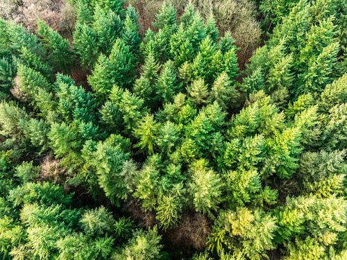 Forêt de pins en hiver vue d'en haut  sur Sjoerd van der Wal Photographie