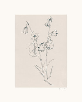 Delicate Bellflowers Drawing