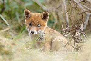 Een jonge vos van Menno Schaefer