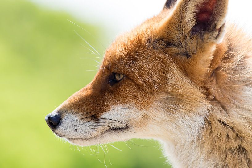 Rotfuchs Nahaufnahme von Marcel Alsemgeest