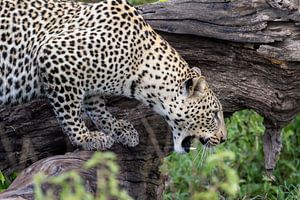 Fauchender Leopard