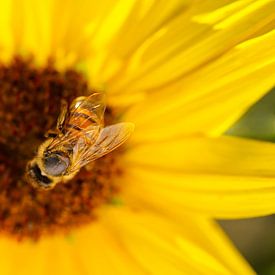 Honingbij op zonnebloem 5 van Iris Holzer Richardson