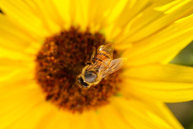 Honeybee on Sunflower 0704-5 by Iris Holzer Richardson