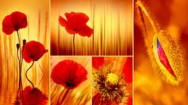 Mohnblumen von Violetta Honkisz