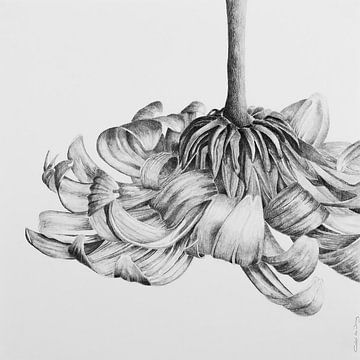 Gerbera
