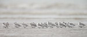 Drieteenstrandlopers op het strand